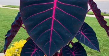 Midnight Majesty Colocasia (Colocasia esculenta)